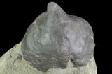 Fossil Gastropod (Platyceras) - Crawfordsville, Indiana #94800-1